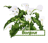 Bonjour mes ami(e)s
